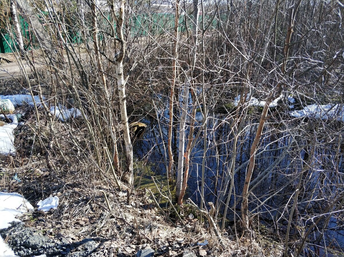 Наличие молодого леса вдоль канавы говорит о "регулярности" ее чистки