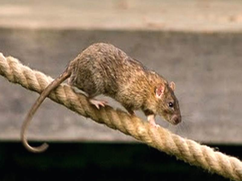 убегаю от крыс