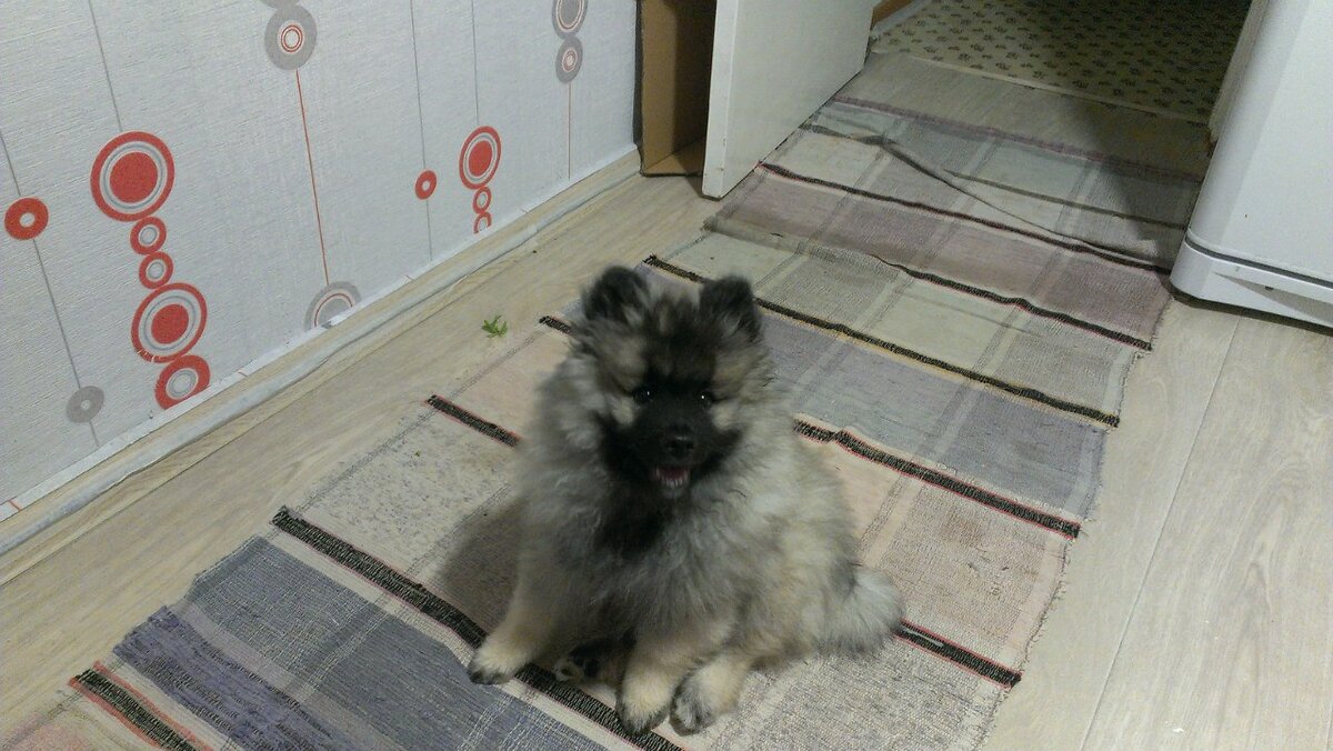 наша шкода...