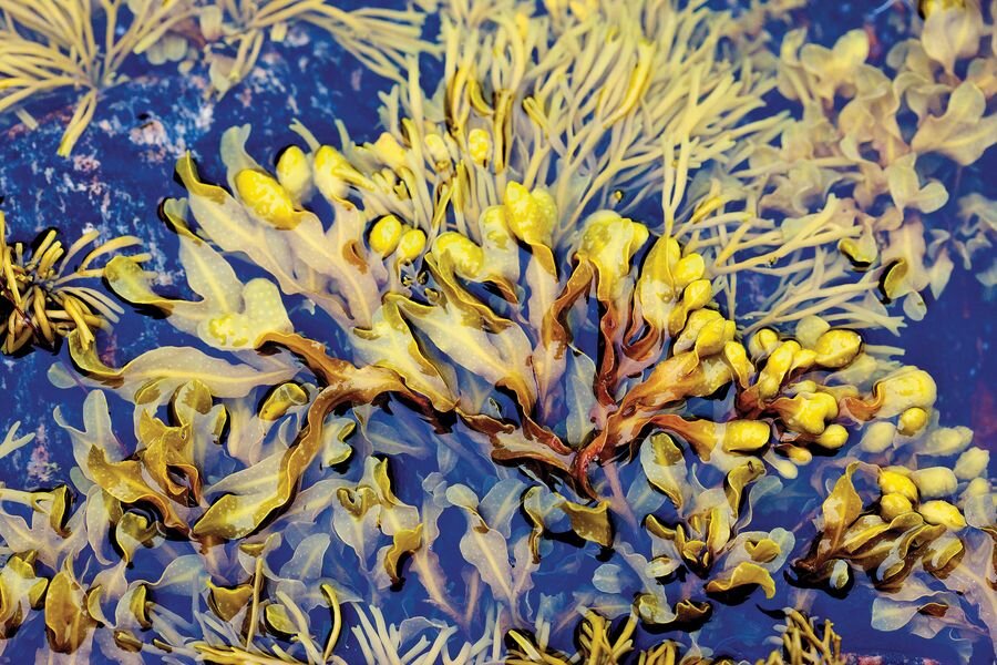 Несмотря на то что мы привыкли считать морскую капусту кладезем витаминов, есть один продукт, который по содержанию витаминов и микроэлементов даст ей фору. Знакомьтесь — фукус!                                                                                                                                                     Фукус — это морская бурая водоросль, которая произрастает преимущественно в северных широтах.