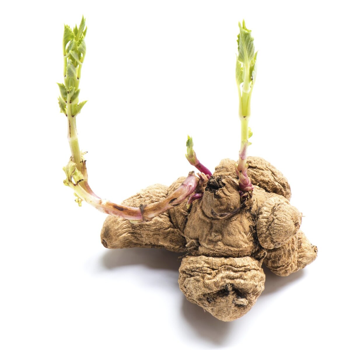 Клубень георгины с зелеными отростками