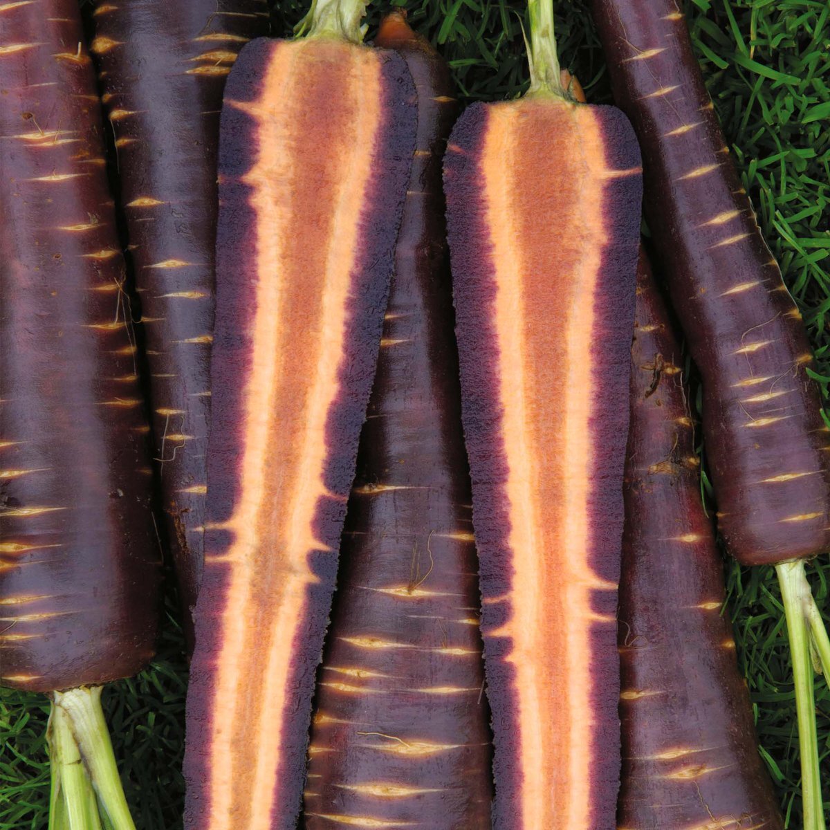 Морковь дикая купить. Морковь перпл Хейз f1. Морковь карамель фиолетовая f1. Семена моркови Cosmic Purple (фиолетовая морковь) 100 семян. Морковь пурпур f1.