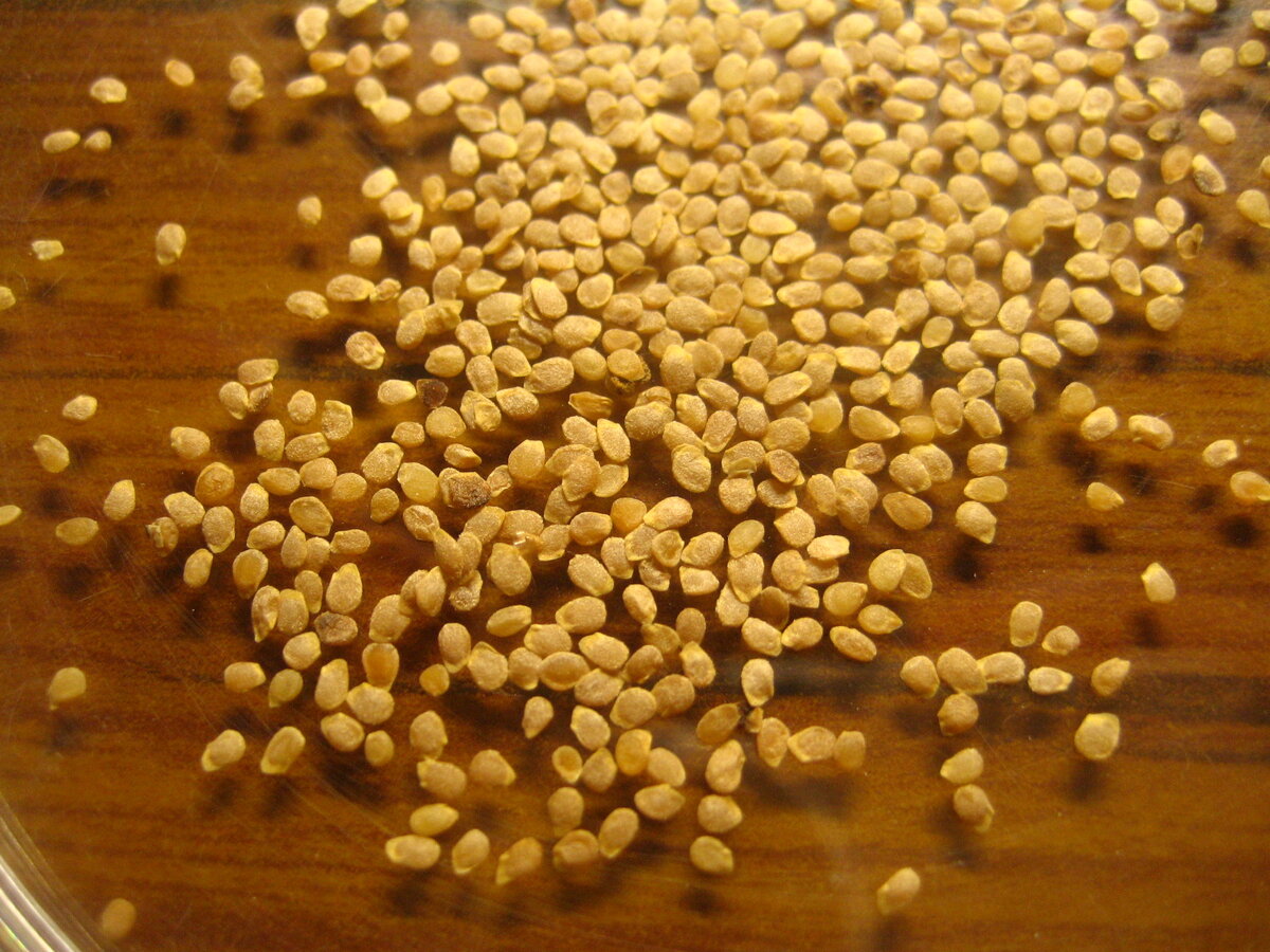 Ботанические семена картофеля