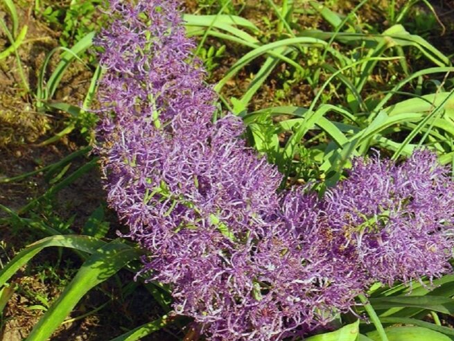 Мускари хохлатый, фото представлено в ознакомительных целях