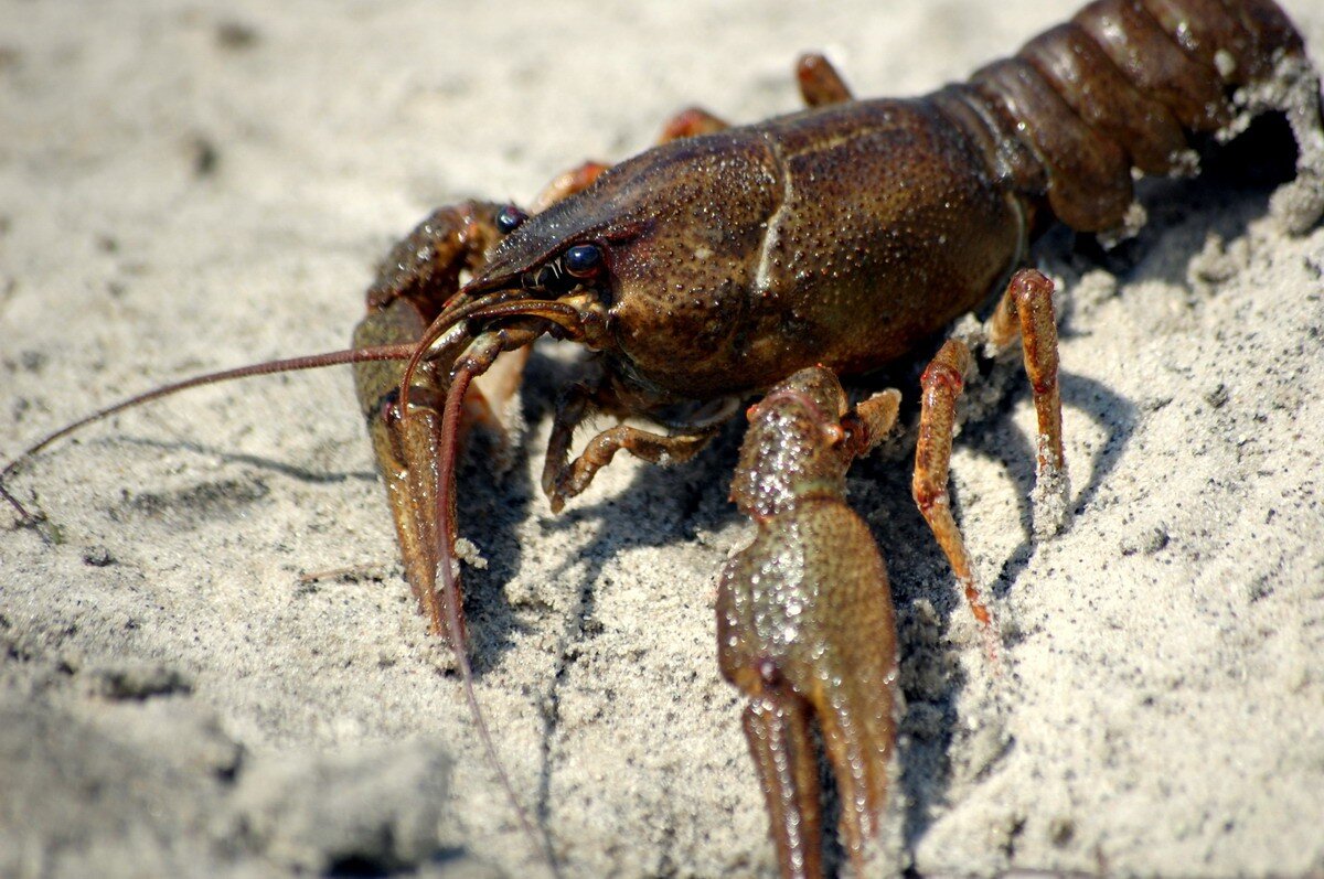 Сидит себе,"свистит")