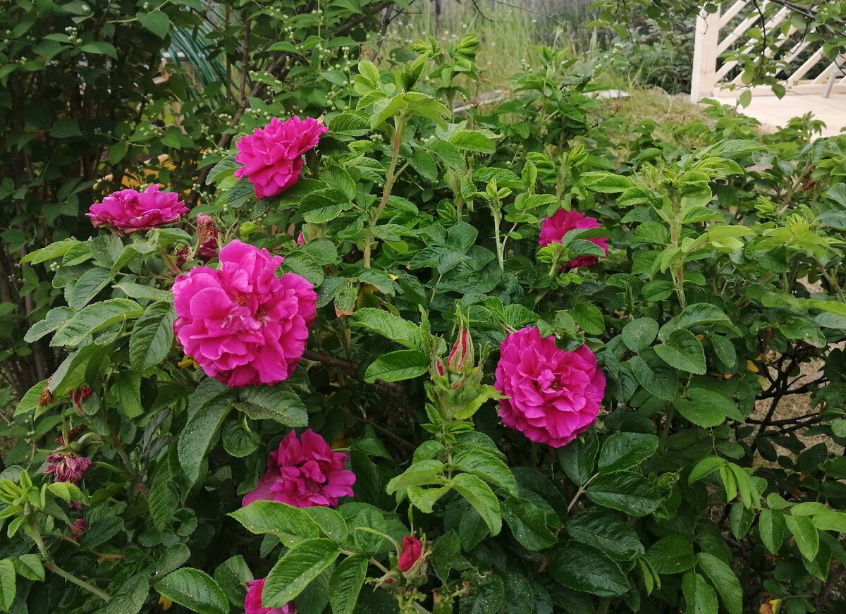 Roseraie de l'Hay (Розери де л'эй), гибрид ругозы, старинная французская роза, фото автора