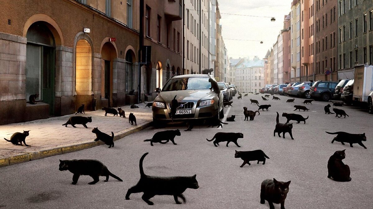 Черный кот дорогу перейдет (фото из интернета)