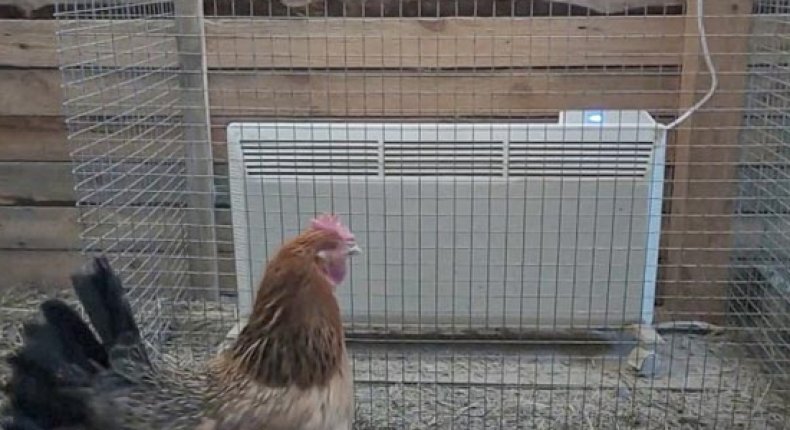 Обогреваем курятник с помощью масляного обогревателя