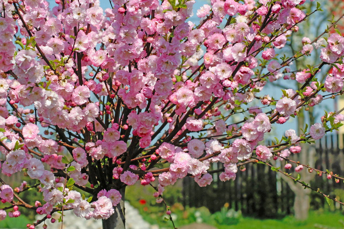 Миндаль трехлопастной Prunus triloba