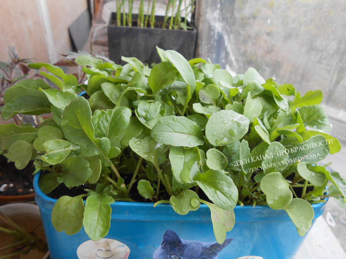 Как вырастить дома рукколу, базилик и шпинат?