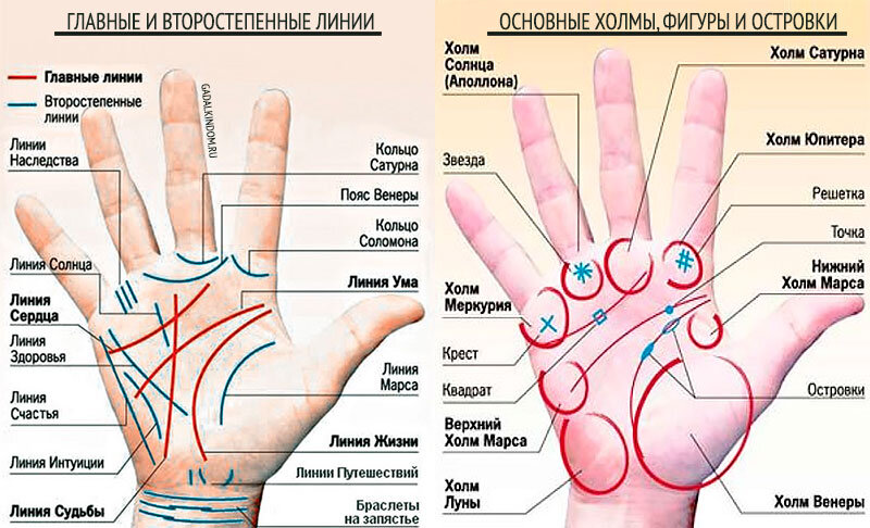 Схема строения ладони