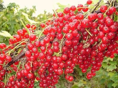 Красная смородина