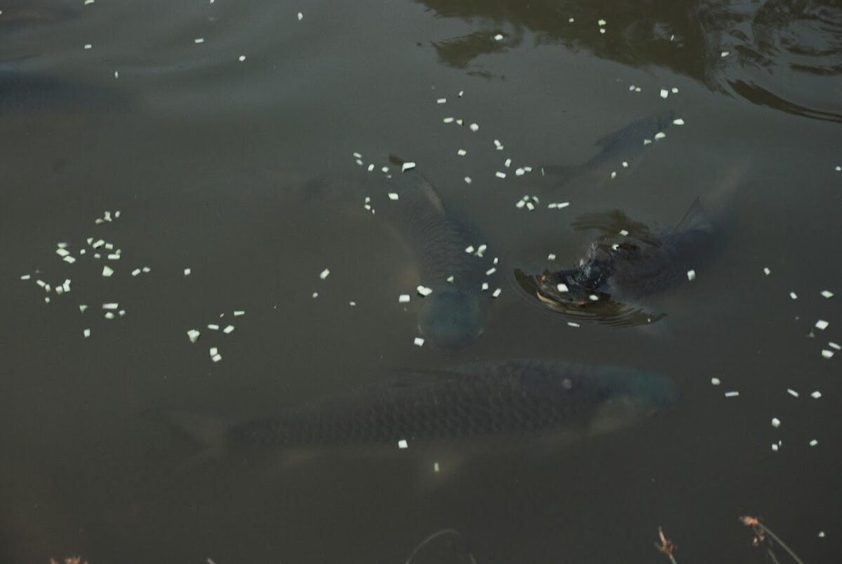 На фото плохо видно, но поверьте на слово, они просто громадные!
