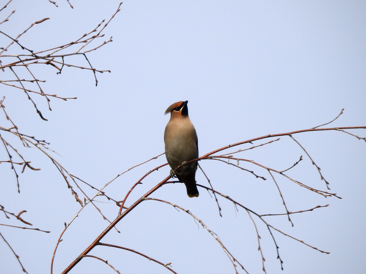 Свиристель