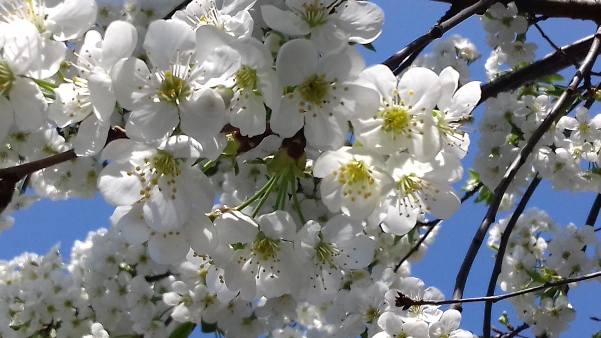 Весна в городе