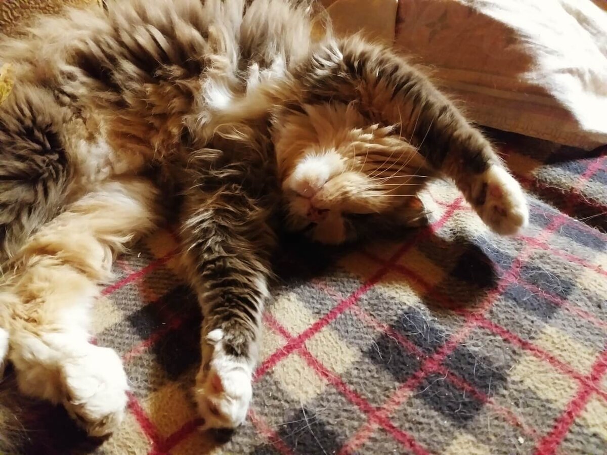 Это Нефи, и следующая история про неё.