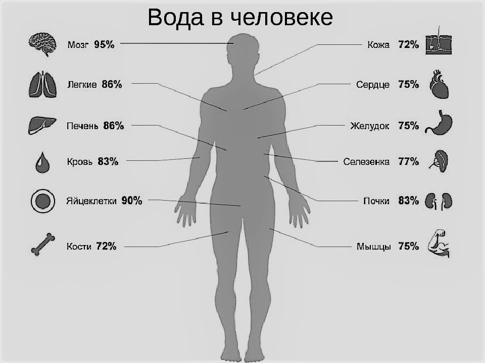 Примерное и среднее количество содержания жидкости в органах.