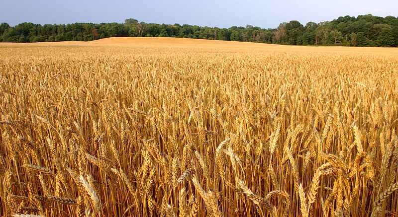 Новая технология питания растений. Озимая пшеница. ГК NAGRO. | ГК NAGRO |  Дзен