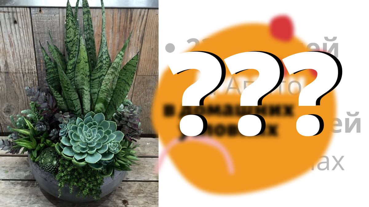 Попробую найти суккуленты из этой композиции и узнать, сколько они будут стоить.