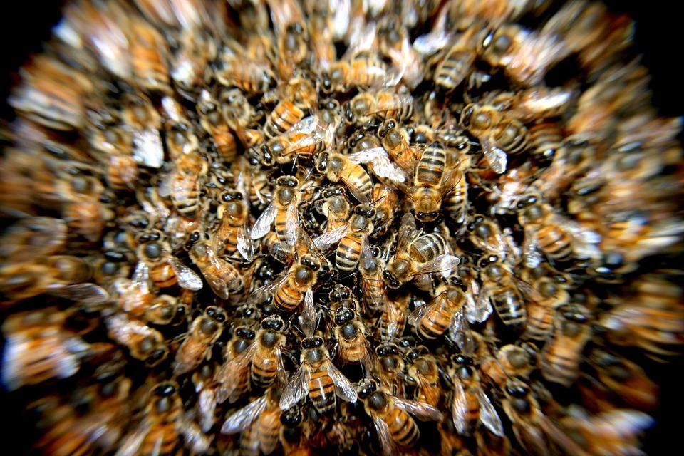 https://pixabay.com/photos/bees-swarm-insects-macro-many-276190/