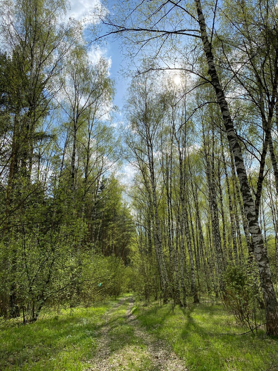 Весенний лес