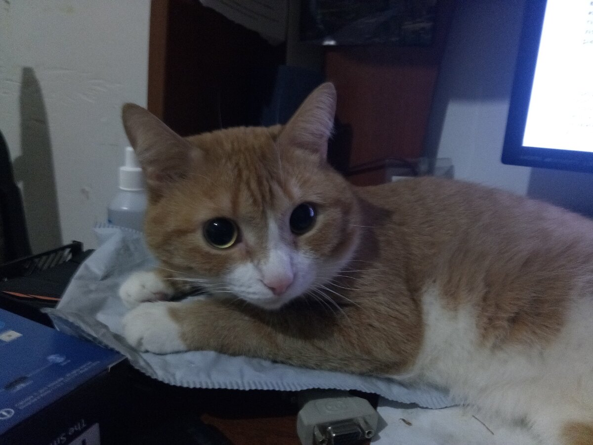 Это мой кот