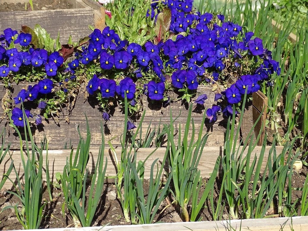 грядка-пирамида вчера. на третьем ярусе вылазят гладиолусы.