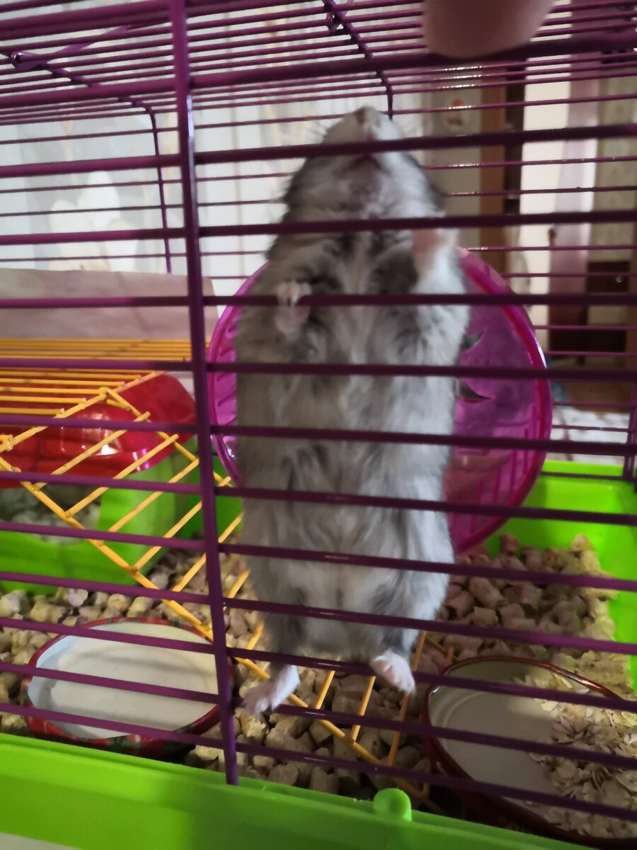 Во такое пузо наел