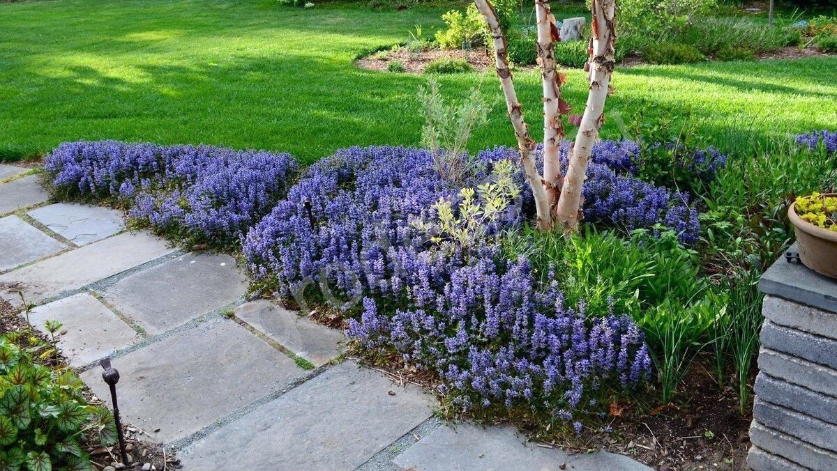 Особенно красиво живучка смотрится вокруг дерева и по краю водоёма!