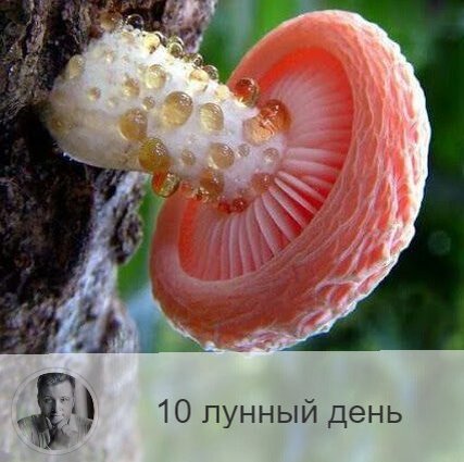 10-ый лунный день с 13:17 31-ого по 14:46 1-ого. 🔆 Время, когда можно получить помощь и защиту рода.
💦 Символа дня – источник, фонтан, грибы.
🎂 Люди, рождённые в этот лунный день, имеет доступ к источнику традиций, у них есть выход на родовой канал. Поэтому они являются источником энергии для других людей. Но если такой человек не развивается, то он становится корыстным.
💍 Камень – янтарь.
🌞 Сегодняшний день располагает к активному отдыху, занятию спортом и встречам с друзьями. Лейтмотив сегодняшнего дня — созидание. Уделите внимание своей семье и близким людям, заложите фундамент своего будущего личного и финансового благополучия. Начинать строительство нового дома и поиск работы лучше именно сейчас. Полезно заняться йогой или аутотренингом, очень полезны будут лечебные ванны или посещение сауны, то есть любые приятные SPA-процедуры.
✅ Рекомендуемые практики: укрепления семьи и дома.
Практики в 10-й лунный день должны быть направлены на укрепление собственного дома и семьи. В этот день хорошо навещать родителей и вспоминать предков. В этот день нужно улучшать взаимоотношения в семье, решать семейные проблемы и стремиться к взаимопониманию.
❌Запрещено: конфликты.
Нельзя проявлять отрицательные эмоции, дома не должно быть конфликтов.
⭕️ Уязвимые органы: кости грудной клетки.
💊Если человек неправильно использует энергию этого дня, это может привести к нарушению иммунной системы и к онкологии.
💤 Сегодняшние сны — приятны, но бессмысленны.

—————
Свежие статьи и гороскопы всегда здесь 👉 numeromagic.ru