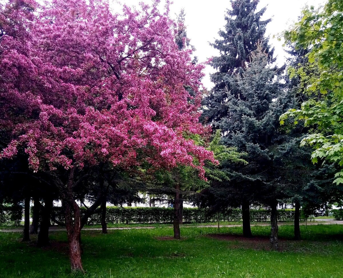 Не нужен нам берег японский. Сакуру можно увидеть и в Минске | Светлана ...