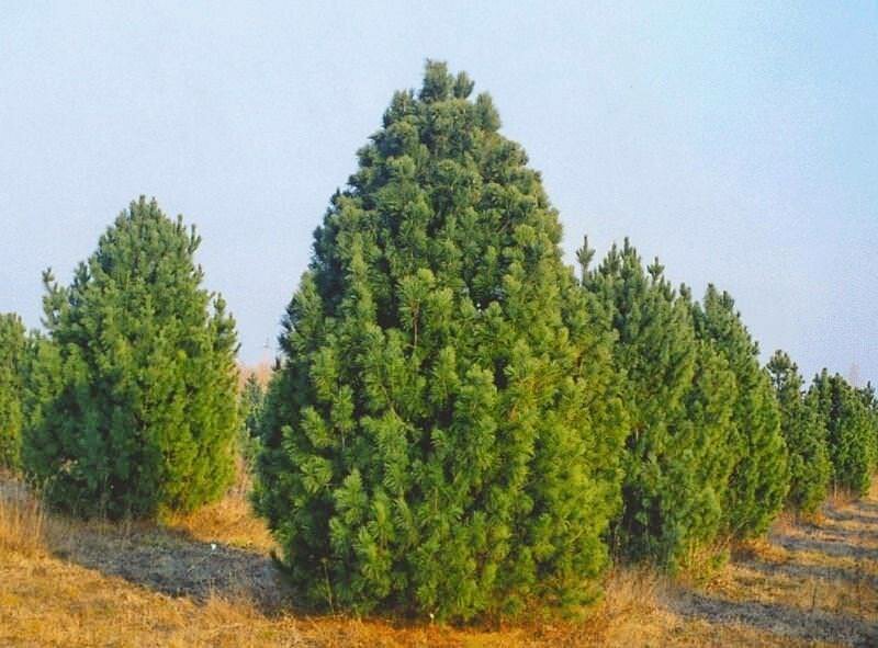 Сосна кедровая в питомнике