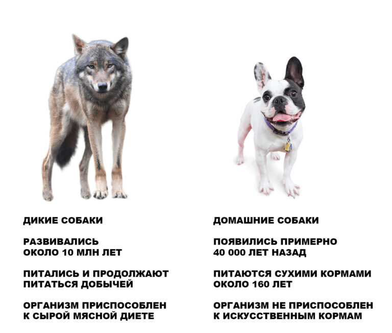 Отличие волка и собаки фото