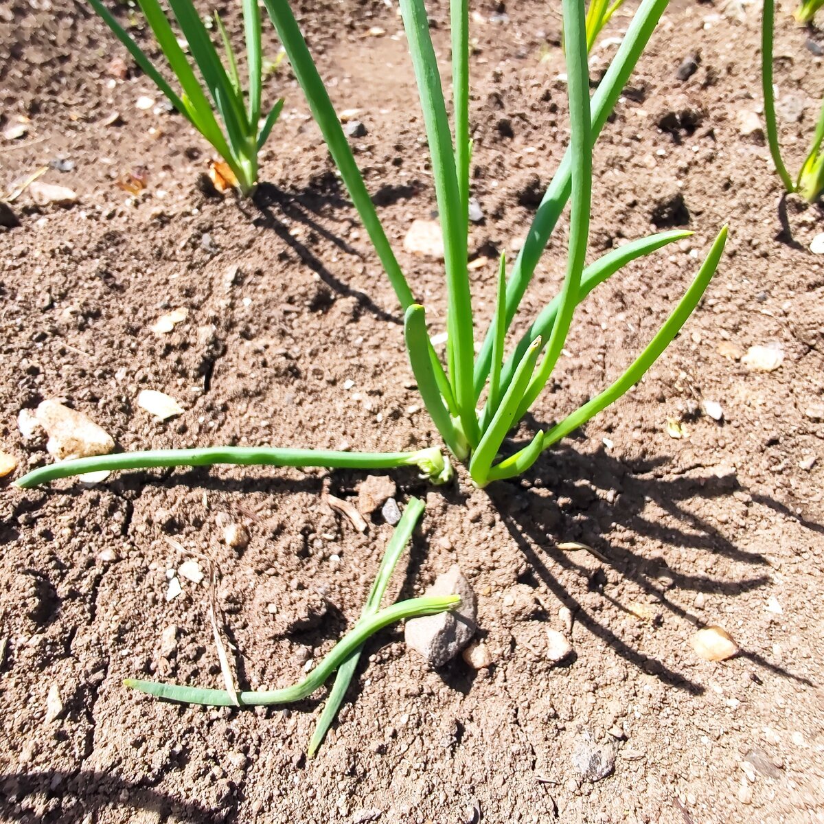 Лук, испорченный вредителями