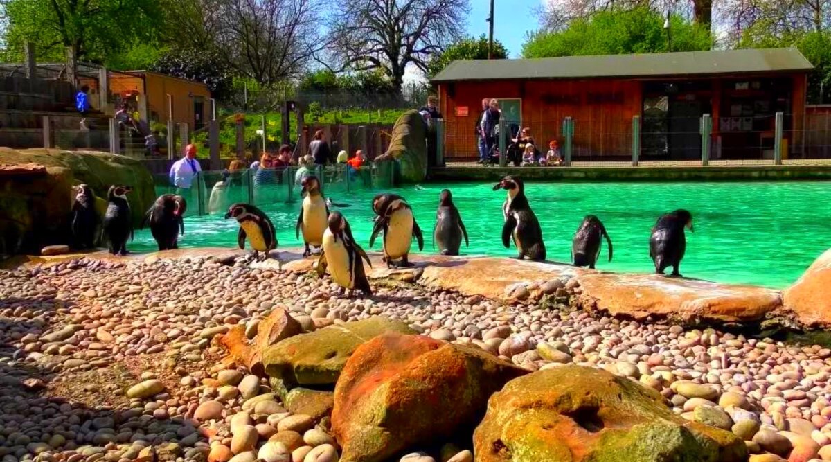 Children s zoo. Лондонский зоопарк Риджентс-парк. Риджентс парк зоопарк. Лондонский зоопарк Великобритания. Лондонский зоопарк в Риджентс парке.