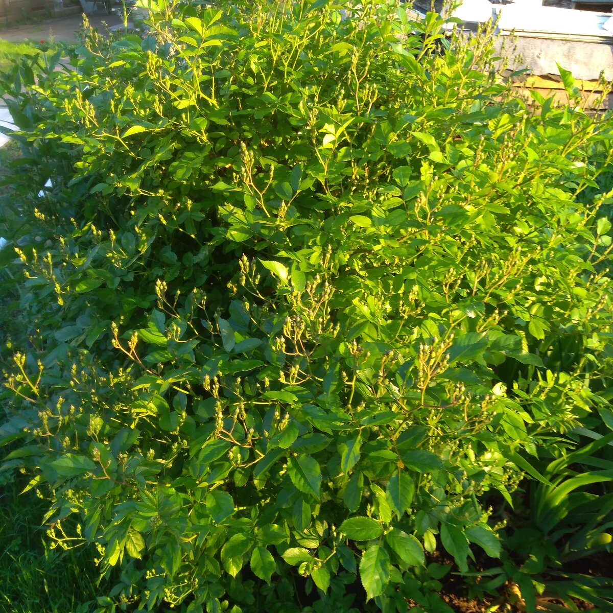 Вот так готовится мой розовый куст к цветению.