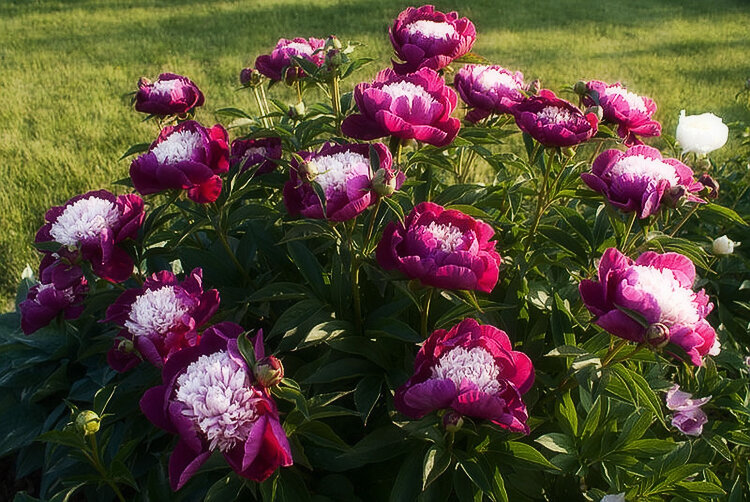 Разнообразие окрасок