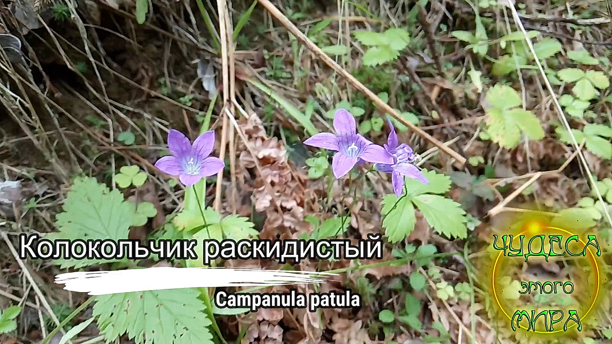 Колокольчик раскидистый - Campanula patula. Колокольчиковые