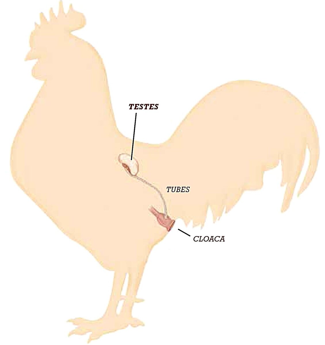 Репродуктивная система петуха. | Дед ЧТП - РУССКОЕ ХОЗЯЙСТВО. | Дзен