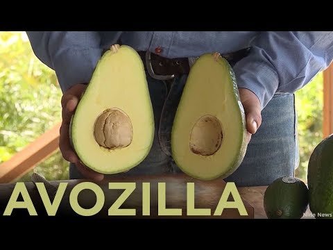 Авокадо + Годзилла = Avozilla:))