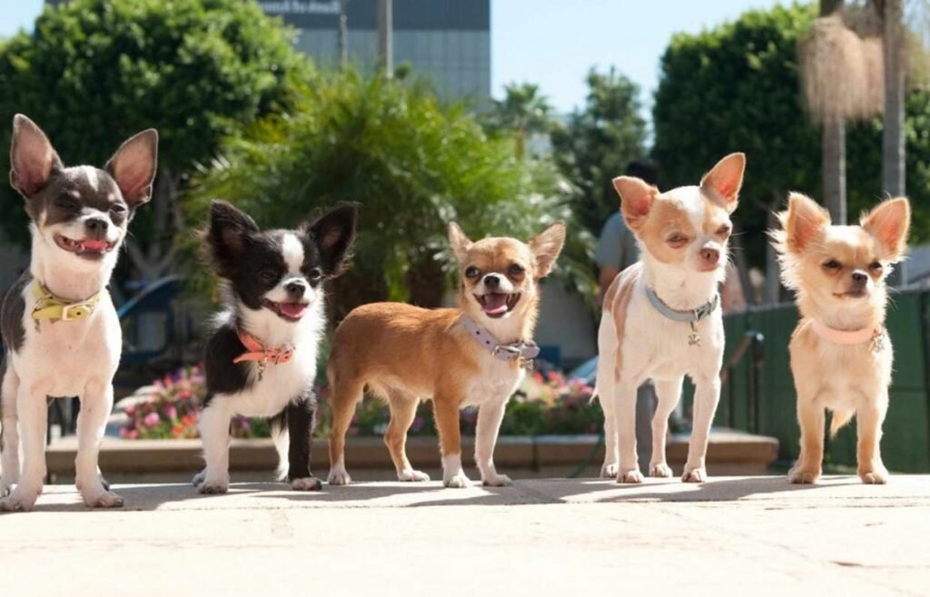 Источник: https://petsidi.com/wp-content/uploads/2018/09/chihuahua-rescue-group-1024x658.jpg