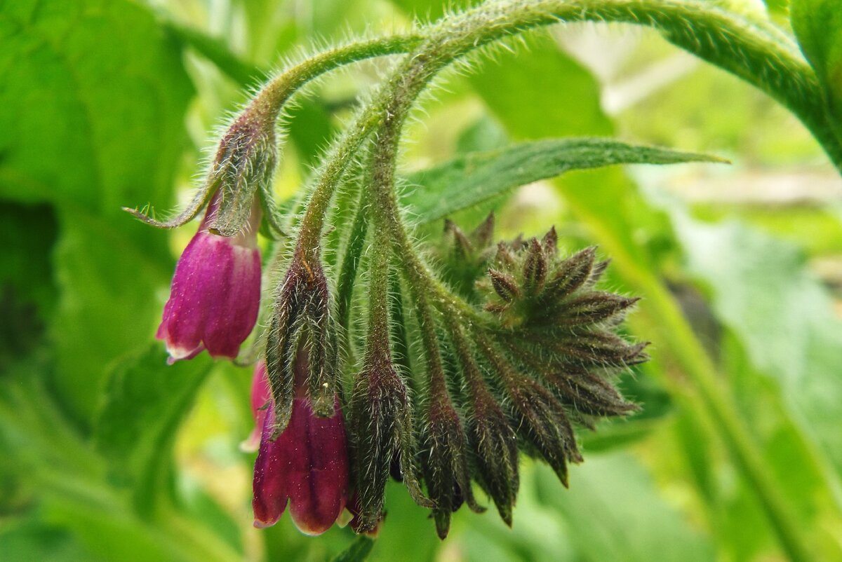 Symphytum caucasicum - Изображение особи - Плантариум