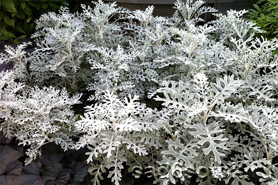 Цинерария серебристая