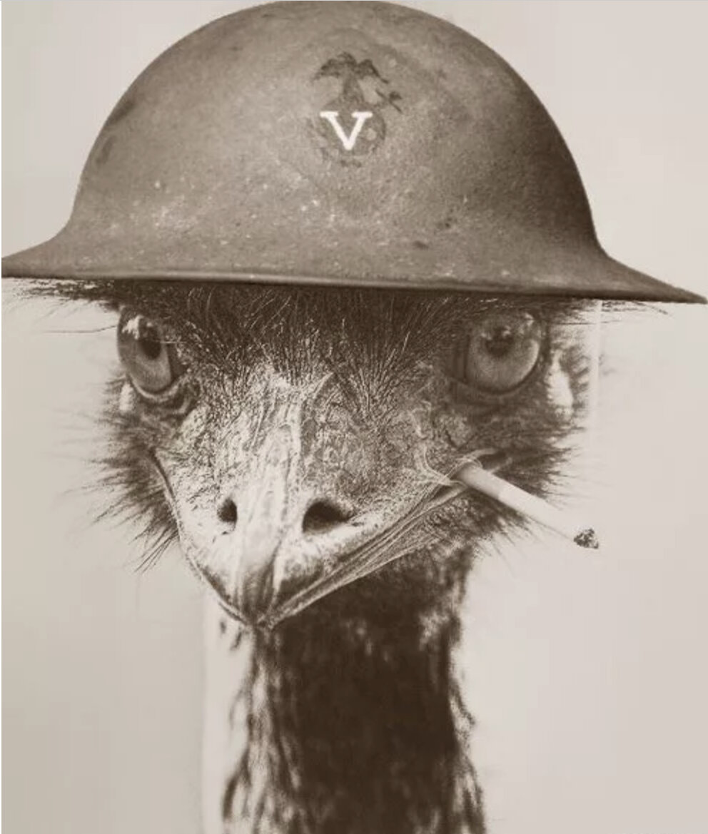 Как страусы Эму Австралийскую армию победили. Война Эму- самая странная война 20 века.