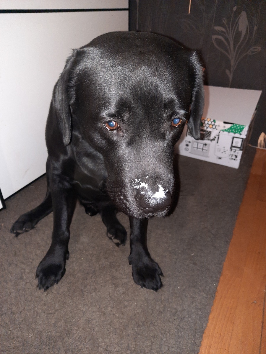 Паня с утра ел творог, так и ходит с белым носом