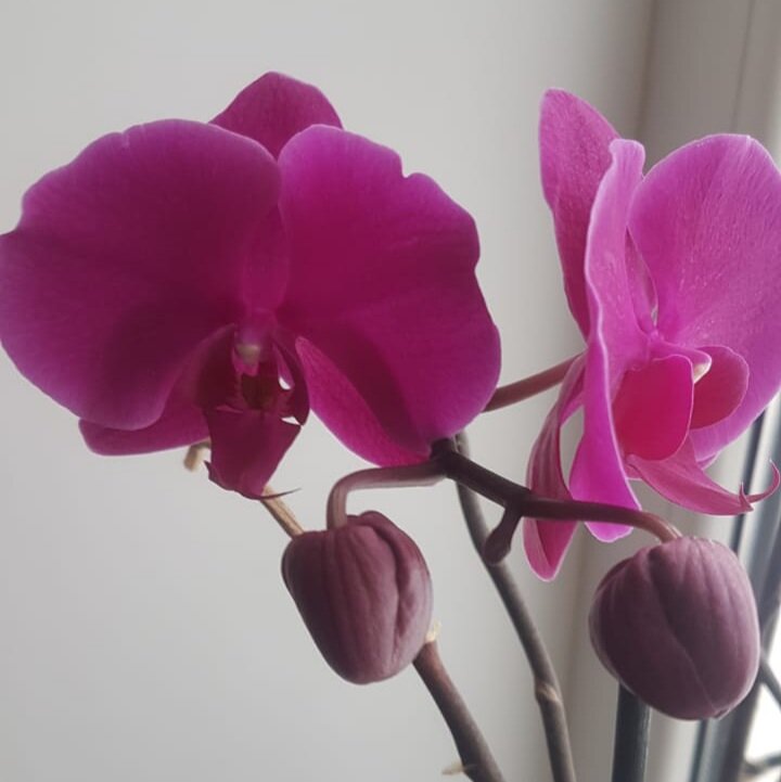 У этой очень насыщенный лиловый цвет