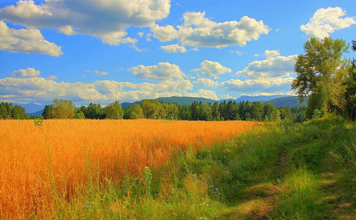 солнце поле колосок. сибирь фото золотистые поля. золотые поля текст. пейзаж золотистое поле. хлебное поле.