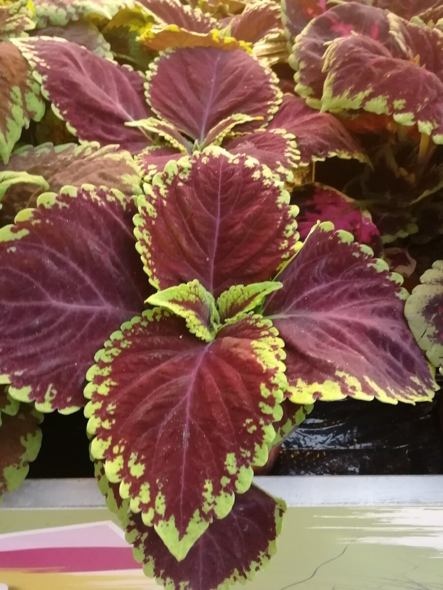 Колеус Ренельта Coleus rehneltianus