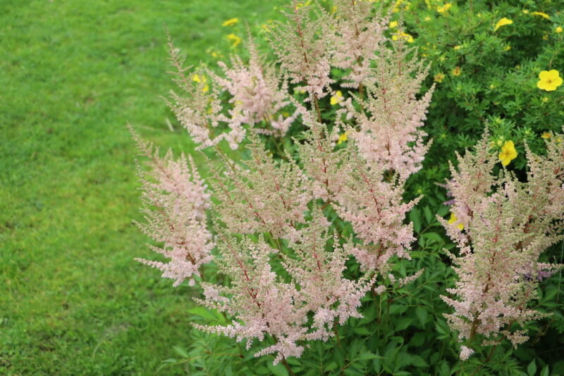 Астильба. Иллюстрация для статьи используется по стандартной лицензии ©dachnyedela.ru