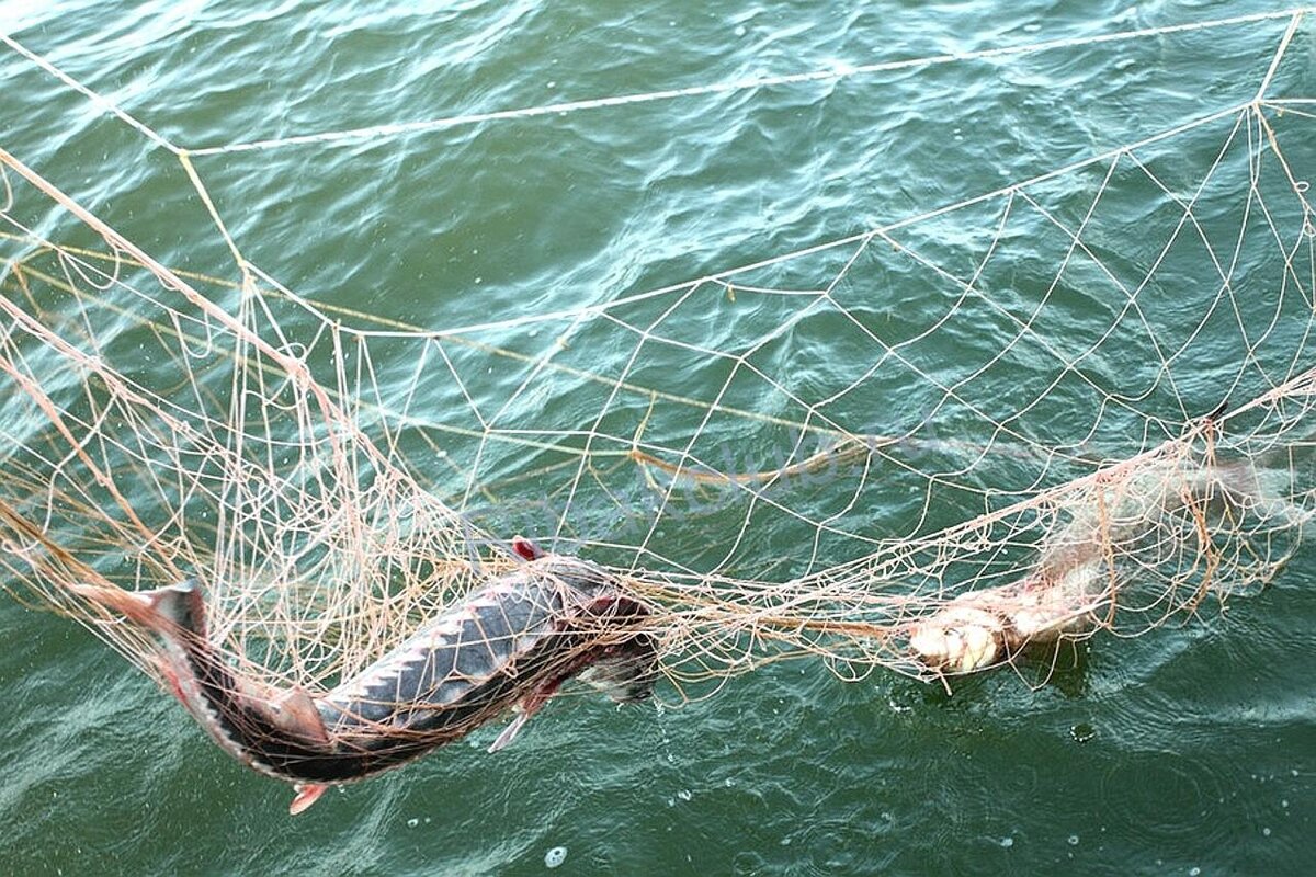 Незаконная ловля рыбы. Какие предусмотрены штрафы и наказания